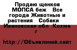 Продаю щенков МОПСА беж - Все города Животные и растения » Собаки   . Ивановская обл.,Кохма г.